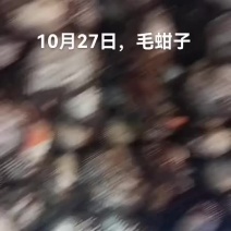 毛蚶子，赤贝