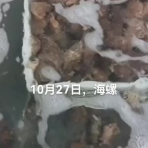 海螺