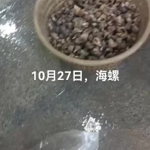 海螺