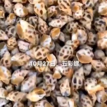 五彩螺，海螺