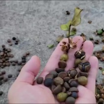 油茶籽