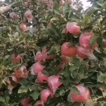 红富士苹果