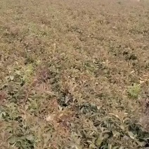 改良白术苗已经开售现货有10万斤，无水淹体型好欢迎考察