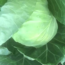 甘蓝
