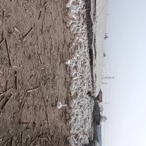 鹅