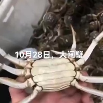 大闸蟹