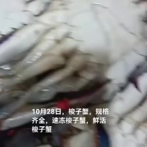 梭子蟹，速冻梭子蟹，鲜活梭子蟹