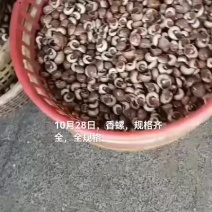 香螺