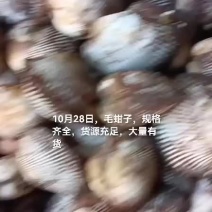 毛蚶子，赤贝