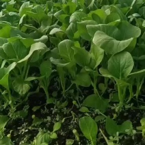 上海菜苔