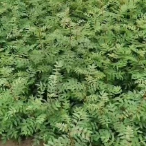 黄盖早熟花椒苗，狮子头花椒苗