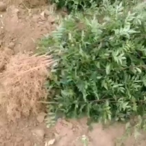 花椒种苗