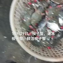 梭子蟹