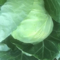 甘蓝