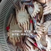 梭子蟹