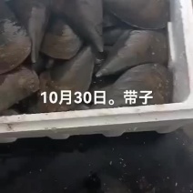 带子