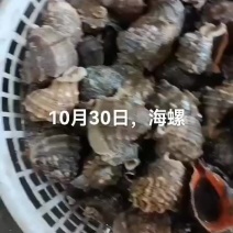 海螺