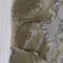 百亩水库甲鱼吃鱼虾长大的，爪尖生猛，懂的都懂