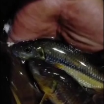 山泉溪水鲜活溪石斑鱼