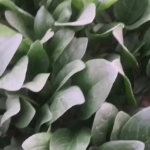 大叶菠菜上市中