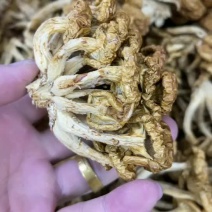 新货滑子菇，无硫磺，各种规格型号齐全可一件代发