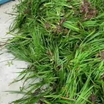 大别山石菖蒲种苗开始大量开挖，需要老板可以下订单