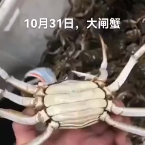 大闸蟹