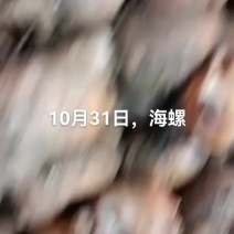 海螺