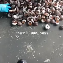香螺