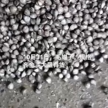 毛蚶子，赤贝