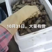 竹蛏子