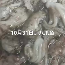 八爪鱼