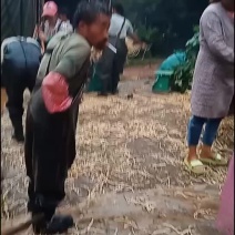 威宁县鱼腥草