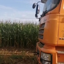 全棵玉米青贮