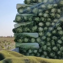津青60菜地直发