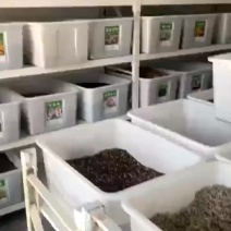 五彩紫茉莉花种子混色地雷花种子籽阳台盆栽庭院围栏耐寒易活