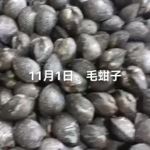 毛蚶子，赤贝
