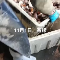 香螺