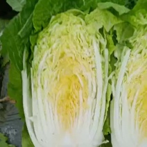 万亩黄心大白菜上市了………………………………
