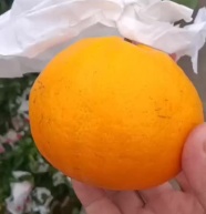 爱媛小果次果价格便宜