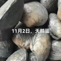天鹅蛋