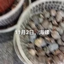 海螺