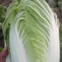 黄心白菜