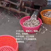 黄蚬子