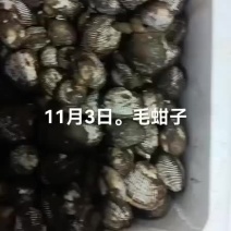 毛蚶子，赤贝