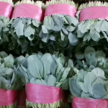 精品菠菜