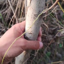 良种薄皮核桃苗木自产自销现货批发支持免费领取样品试验。