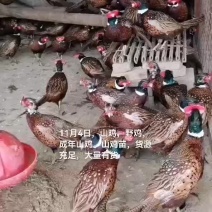 山鸡