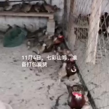 七彩山鸡
