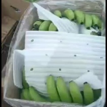 云南红河高原香蕉大量上市，一手货源，产地直供